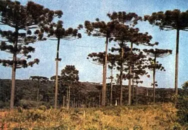 Араукарии узколистные Araucaria angustifolia образующие в чилийских Андах - фото 164