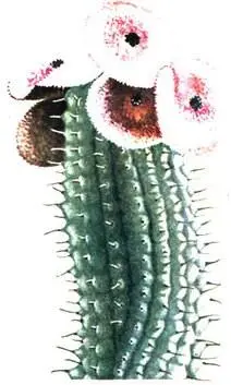 Hoodia dregei Sarcocaulon multifidum Pleiospilos prismaticus Argyroderm - фото 17