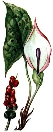 Аронник пятнистый Arum maculaturn Хохлатка полая Corydalis cava - фото 177