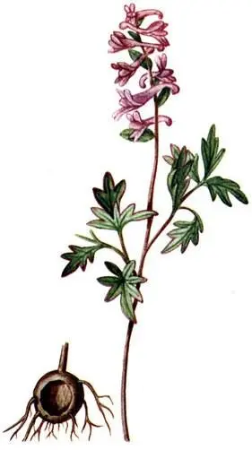 Хохлатка полая Corydalis cava Белоцветник весенний Leucojum pernum Лук - фото 178