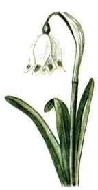 Белоцветник весенний Leucojum pernum Лук медвежий Allium ursinum Медуница - фото 179