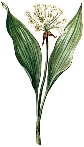 Лук медвежий Allium ursinum Медуница лекарственная Pulmonaria officinalis - фото 180