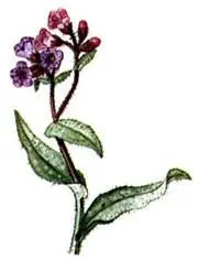 Медуница лекарственная Pulmonaria officinalis Гусиный лук желтый Gagea lutea - фото 181
