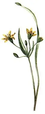 Гусиный лук желтый Gagea lutea Сочевичник весенний Orobus vernus Волчье - фото 182