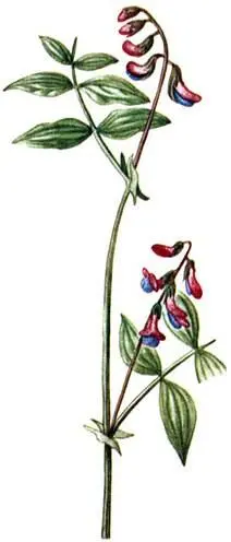 Сочевичник весенний Orobus vernus Волчье лыко Daphne mezereum Волчье лыко - фото 183
