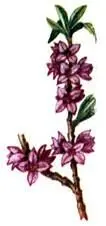 Волчье лыко Daphne mezereum Волчье лыко Daphne mezereum Иной флористический - фото 184