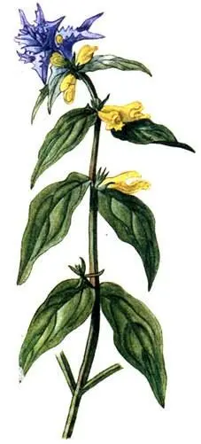 Марьянник дубравный Melampyrum nemorosum Чина черная Lathyrus niger - фото 186