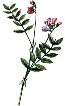 Чина черная Lathyrus niger Воробейник фиолетовый Lithospermum - фото 187