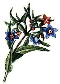 Воробейник фиолетовый Lithospermum purpureocoeruleum Ясенец белый Dictamnus - фото 188