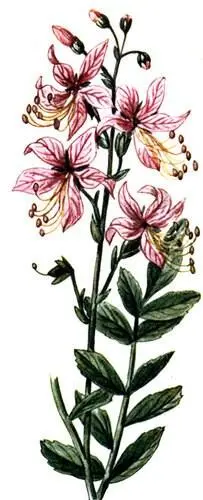 Ясенец белый Dictamnus albus Дерен кровавокрасный Cornus sanguinea - фото 189