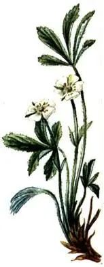 Лапчатка белая Potentilla alba Флористический состав таких лесов со сложной и - фото 193