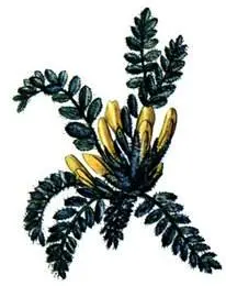 Астрагал бесстрелковый Astragalus exscapus Солнцецвет монетолистный - фото 200