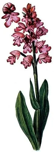 Ятрышник шлемоносный Orchis militaris Ремнелепестник козлиный - фото 202