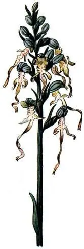 Ремнелепестник козлиный Himantoglossum hircinurri Прострел обыкновенный - фото 203