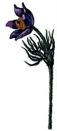 Прострел обыкновенный Pulsatilla vulgaris Прострел обыкновенный Pulsatilla - фото 204