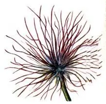 Прострел обыкновенный Pulsatilla vulgaris Сухие и умеренно сухие - фото 205