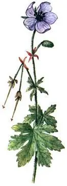 Герань луговая Geranium pratense Пололепестник зеленый Coeloglossum viride - фото 207