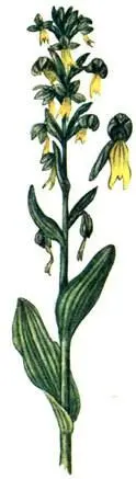 Пололепестник зеленый Coeloglossum viride Истод обыкновенный Polygala - фото 208