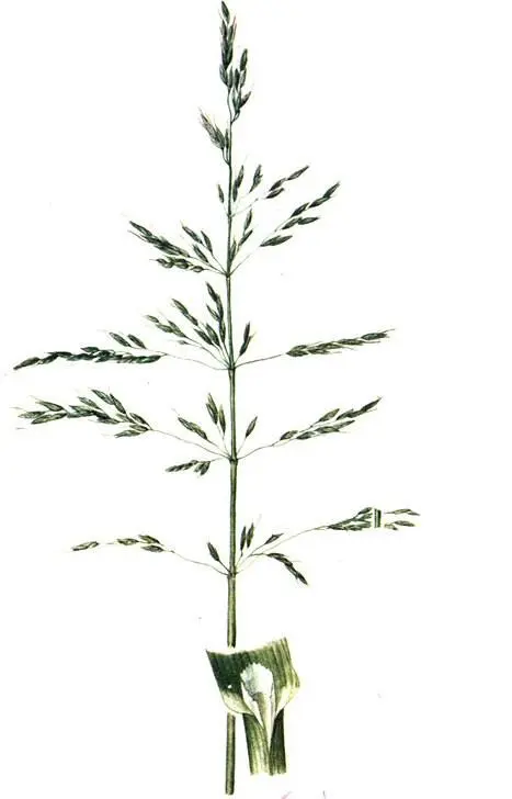 Райграс высокий Arrhenatherum elatius Тимофеевка луговая Phleum pratense - фото 210