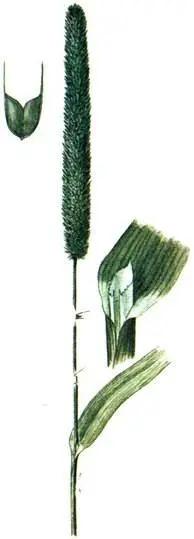 Тимофеевка луговая Phleum pratense Горец змеиный Polygonum bistorta - фото 211