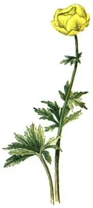 Купальница европейская Trollius europaeus Козлобородник луговой Tragopogon - фото 213