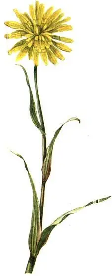 Козлобородник луговой Tragopogon pratensis Кольник округлый Phyteuma - фото 214