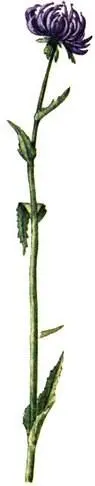 Кольник округлый Phyteuma orbiculare Dactylorhiza majalis Безвременник - фото 215