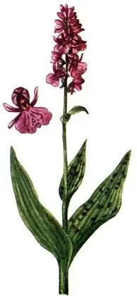 Dactylorhiza majalis Безвременник осенний Colchicum autumnale Арника - фото 216
