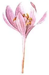 Безвременник осенний Colchicum autumnale Арника горная Arnica montana - фото 217