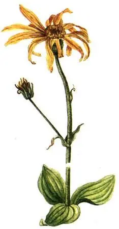 Арника горная Arnica montana Медвежий корень Meum athamanticum Бодяк - фото 218
