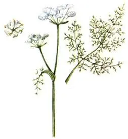 Медвежий корень Meum athamanticum Бодяк девясиловидный Cirsium helenioides - фото 219