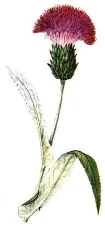 Бодяк девясиловидный Cirsium helenioides Характерные луговые растительные - фото 220