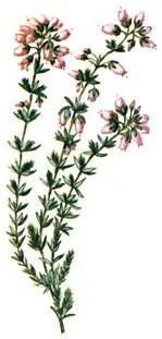 Ерика пепельная Erica cinerea Пухонос дернистый Trichophorum caespitosum - фото 222