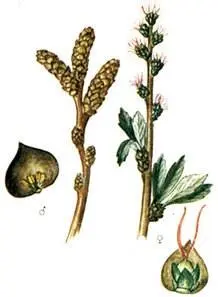 Пухонос дернистый Trichophorum caespitosum Ерика крестолистная Erica - фото 224
