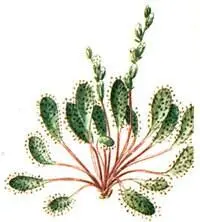 Росянка промежуточная Drosera intermedia Горечавка легочная Gentiana - фото 228