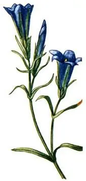 Горечавка легочная Gentiana pneymonanthe Однако кустарничковые пустоши - фото 229
