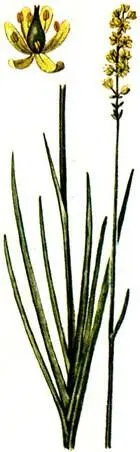 Тофильдия чашецветная Tofieldia calyculata Дремлик болотный Epipactis - фото 231