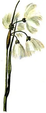 Пушица узколистная Eriophorum angustifolium Жирянка обыкновенная Pinguicula - фото 234