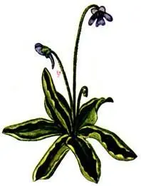 Жирянка обыкновенная Pinguicula vulgaris Сабельник болотный Comarum palustre - фото 235