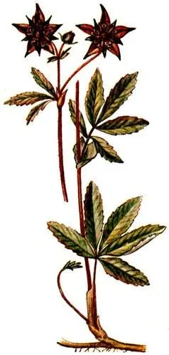 Сабельник болотный Comarum palustre Осока вздутая Carex rostrata Если на - фото 236