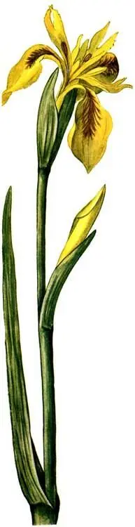 Касатик аировидный Iris pseudacorus Телиптерис болотный Thelypteris - фото 238