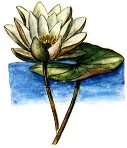Кувшинка белая Nymphaea alba Схеноплектус озерный Schoenoplectus lacustris - фото 240