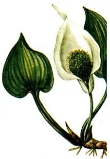 Белокрыльник болотный Calla palustris Лютик плавающий Ranunculus fluitans - фото 243