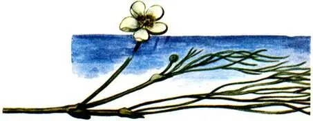 Лютик плавающий Ranunculus fluitans Растительный покров краевых участков - фото 244