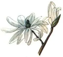 Магнолия звездчатая Magnolia stellata Магнолия звездчатая Magnolia stellata - фото 249