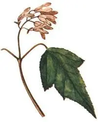 Клен приречный Acer ginnala Актинидия коломикта Actinidia kolomicta - фото 253