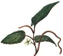 Актинидия коломикта Actinidia kolomicta Акантопанакс сидячецветковый - фото 254