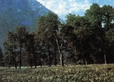 Дуб Келлога Quercus kelloggii с мощными стволами одна из важнейших - фото 257