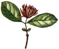 Каликант цветущий Calycanthus floridus Тюльпанное дерево Liriodendron - фото 260