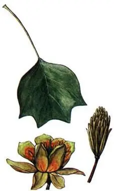 Тюльпанное дерево Liriodendron tulipifera Кария белая Carya alba Магнолия - фото 261